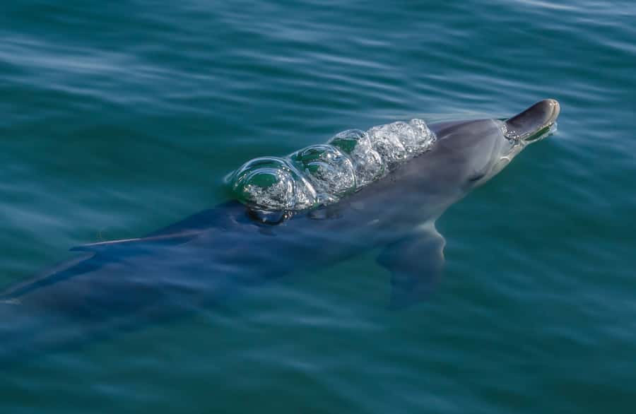 Koombana Bay: Dolphin Eco Cruise - Key things to know before you go