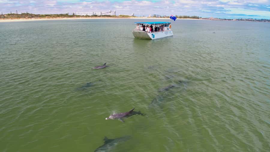 Koombana Bay: Dolphin Eco Cruise - Koombana Bay’s dolphin watching, without the hassle