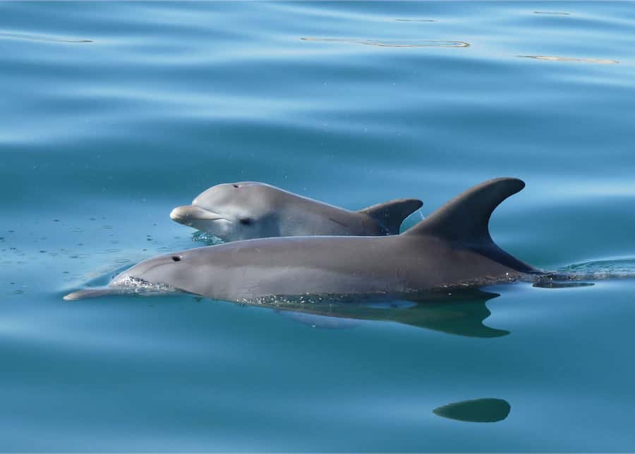 Koombana Bay: Dolphin Eco Cruise - A guided tour feel, from check-in to cruise start