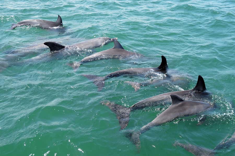 Koombana Bay: Dolphin Eco Cruise - Skippers, commentary, and the local dolphin stories