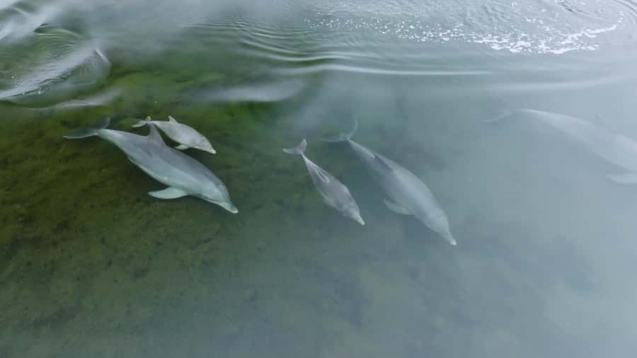 Koombana Bay: Dolphin Eco Cruise - How to get the best dolphin views on board