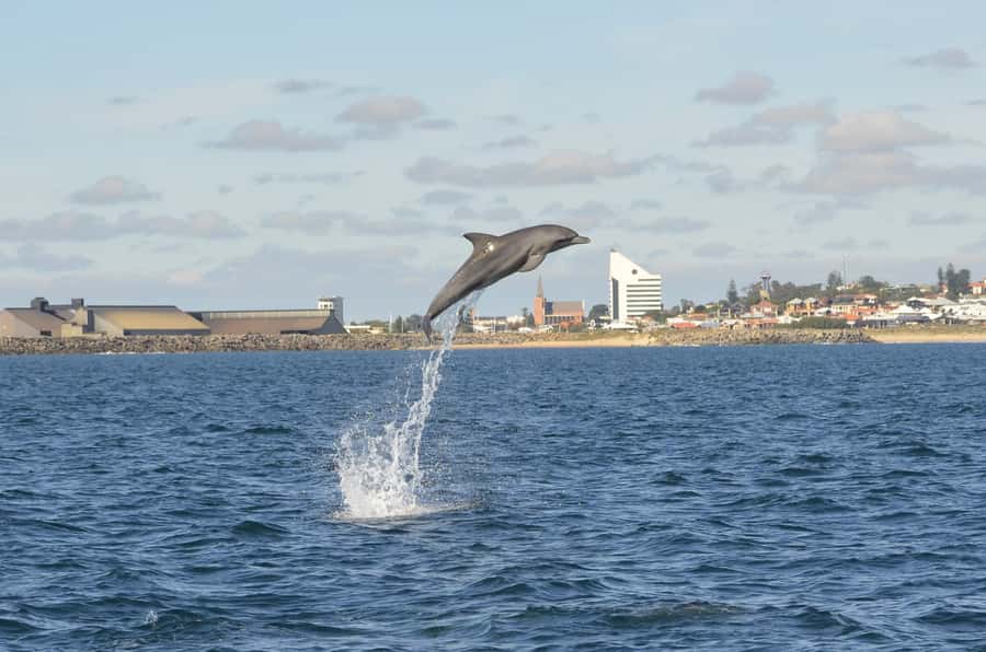 Koombana Bay: Dolphin Eco Cruise - The 300-degree viewing setup that keeps you in the action
