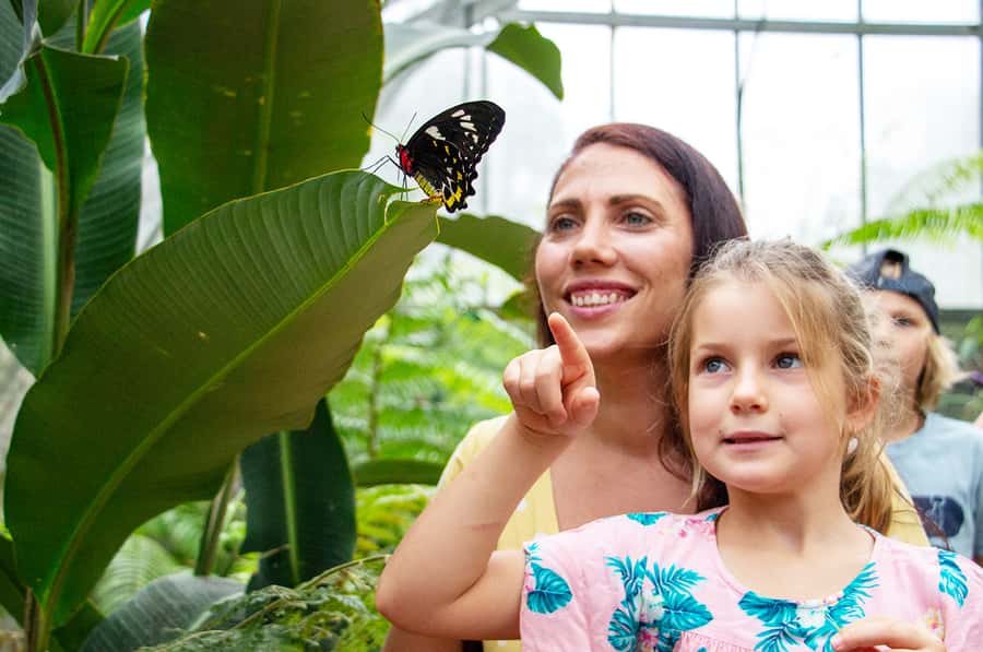 Kuranda: Australian Butterfly Sanctuary - Where the butterflies live: Kuranda, Queensland, and your arrival point