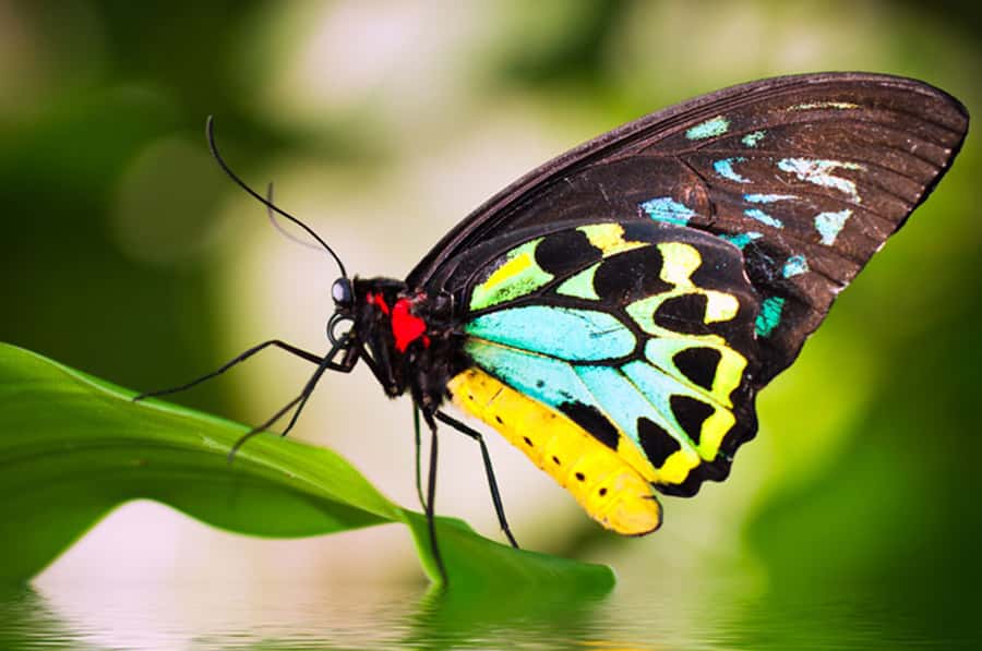 Kuranda: Australian Butterfly Sanctuary - The free guided tour component: when to join and what you gain