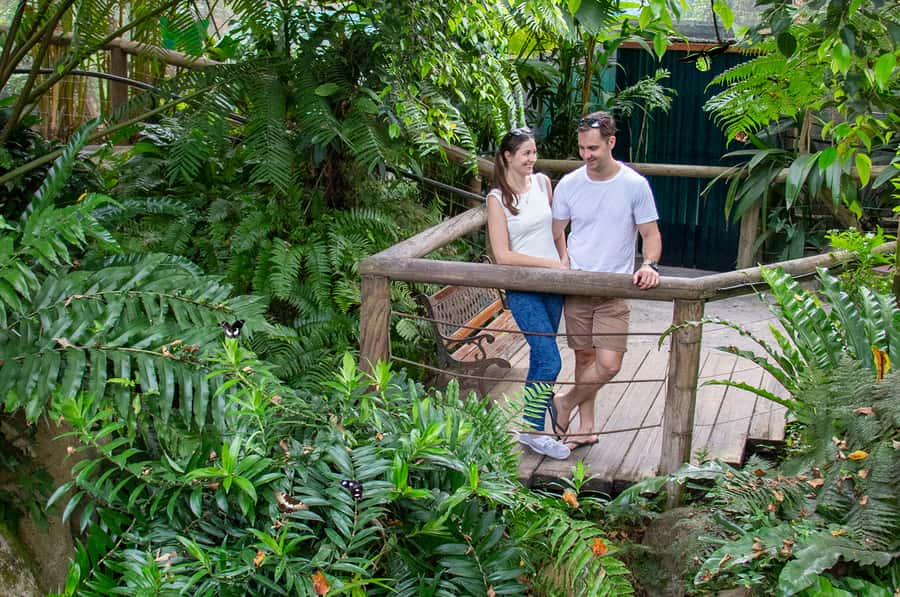 Kuranda: Australian Butterfly Sanctuary - The breeding laboratory: the part that turns a pretty show into a story