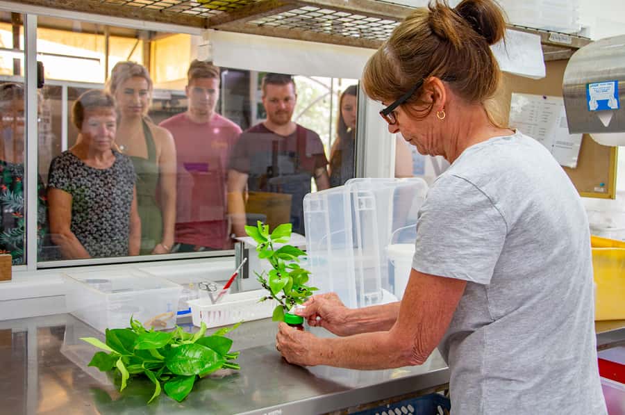 Kuranda: Australian Butterfly Sanctuary - The museum and species learning: making sense of what you see