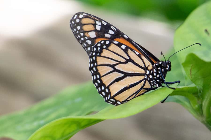 Kuranda: Australian Butterfly Sanctuary - Getting the most out of your visit: small choices that pay off
