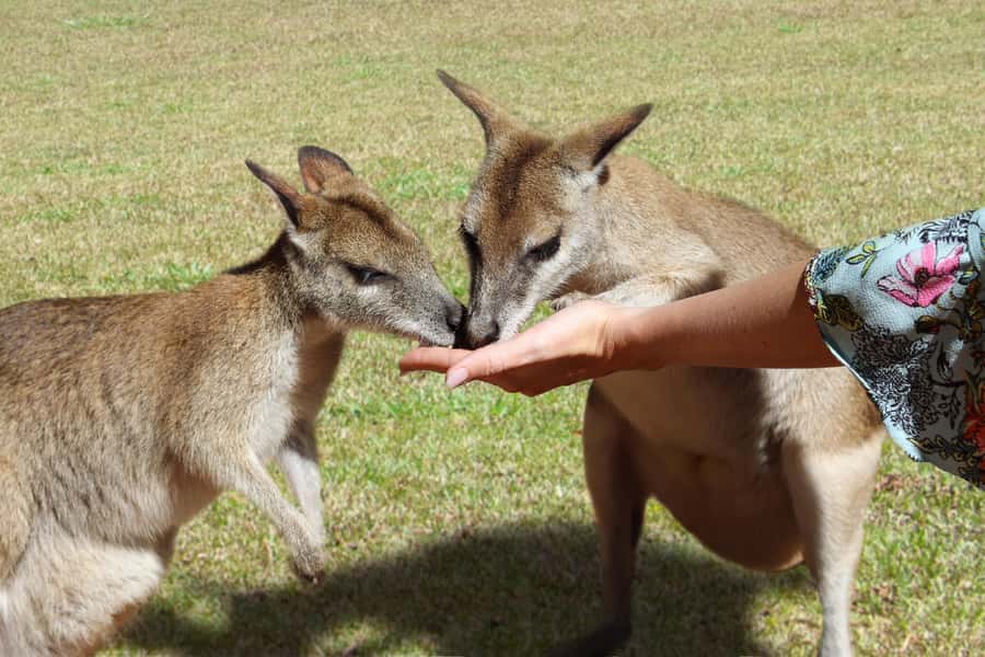 Kuranda, Cairns & Port Douglas Multi-Park Package - Who this multi-park package suits best, and who might not love it