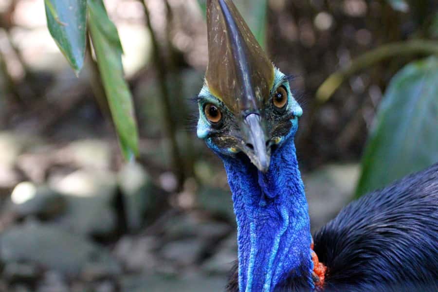 Kuranda, Cairns & Port Douglas Multi-Park Package - How the 6-month physical pass and re-entry up to 5 days works