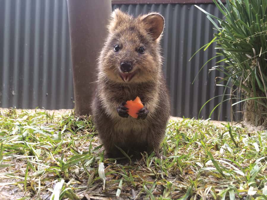 Kuranda Koala Gardens Park Entry - Wildlife Encounters You Can Count On, Wallabies to Freshwater Crocodiles