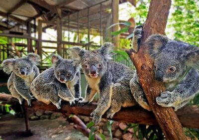 Kuranda Pamagirri Aboriginal Premium Full-Day Tour