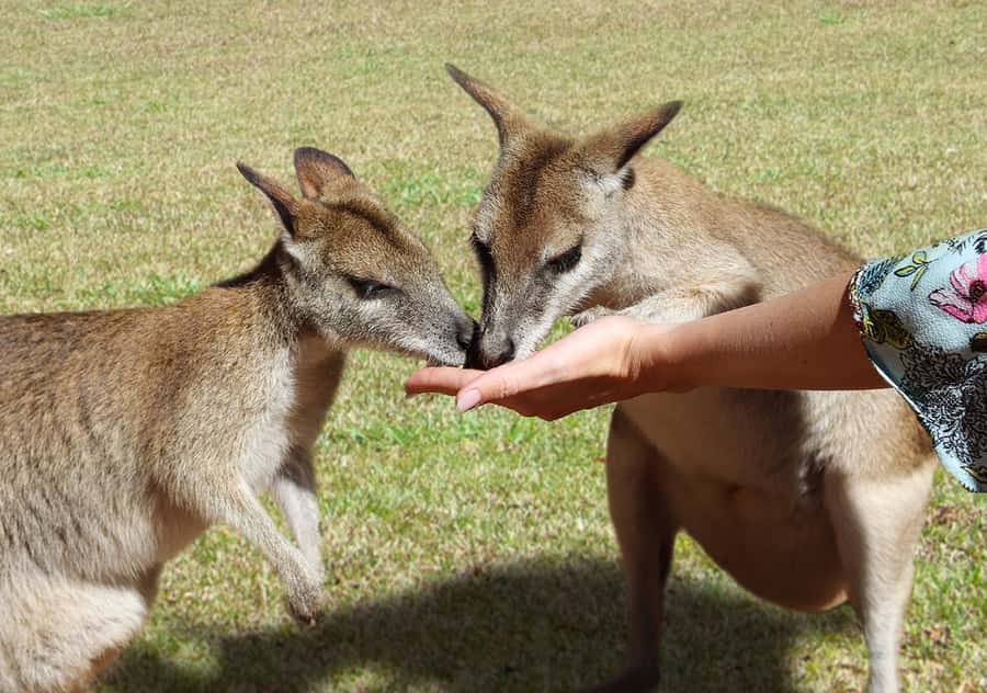 Kuranda: Rainforestation Nature Park - Koala & Wildlife Park: self-guided Australian animals, from roos to Tasmanian devils