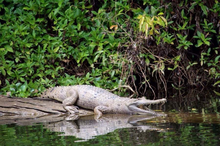Kuranda: Riverboat Tour - Key highlights that matter on the day