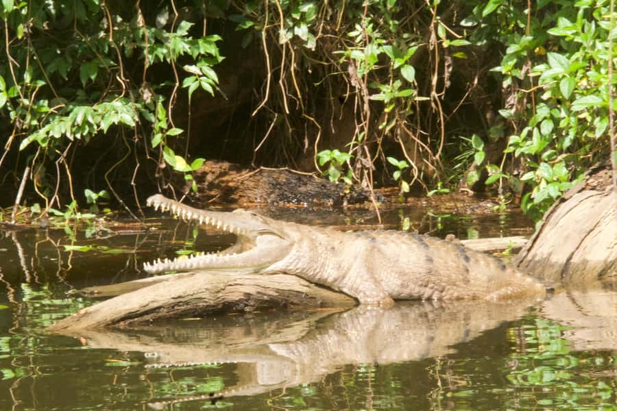 Kuranda: Riverboat Tour - Should you book Kuranda Riverboat Tour?