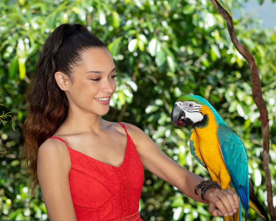Kuranda Wildlife Experience: Koalas, Birds & Butterflies - Kuranda Koala Gardens: free-range wallabies and kangaroos you can hand-feed