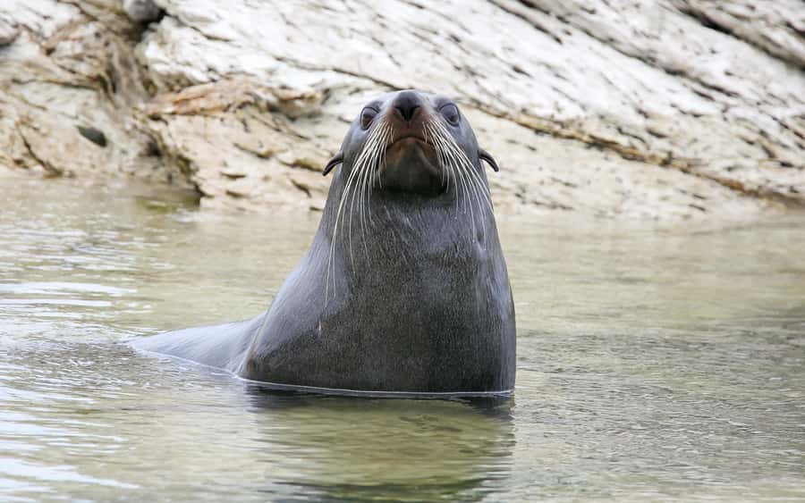 Launceston: 4-Hour Batman Bridge Luncheon Cruise - The wildlife factor: when the river becomes your best bird-watching tour