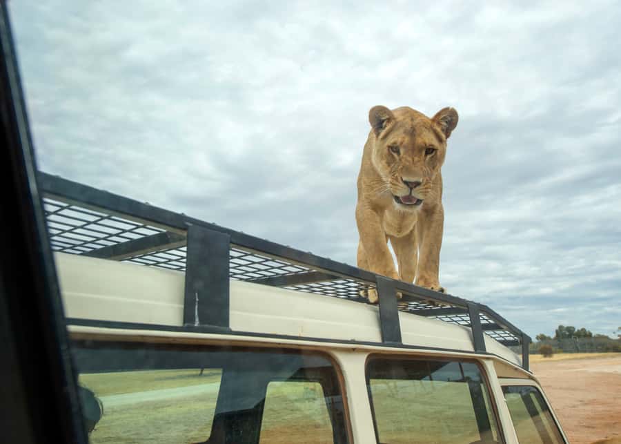 Lions 360 Experience and a Day at Monarto Safari Park - Key moments you will actually care about