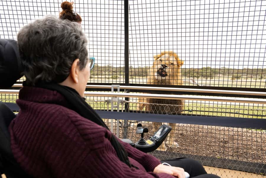 Lions 360 Experience and a Day at Monarto Safari Park - Lions 360 at Monarto, what the 1-hour encounter feels like