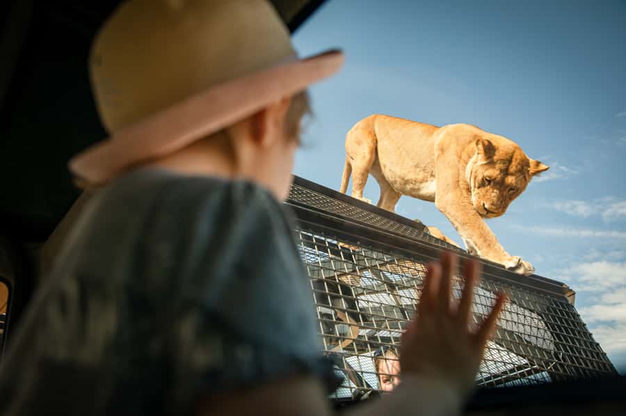 Lions 360 Experience and a Day at Monarto Safari Park - Turning Lions 360 into a full safari day in open range