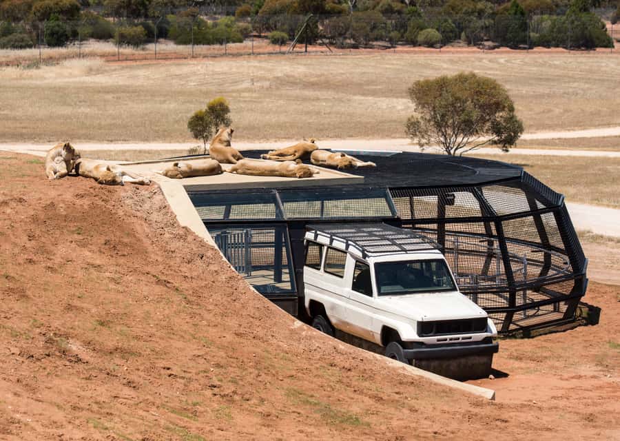 Lions 360 Experience and a Day at Monarto Safari Park - Where to check in, arrive early, and avoid last-minute stress