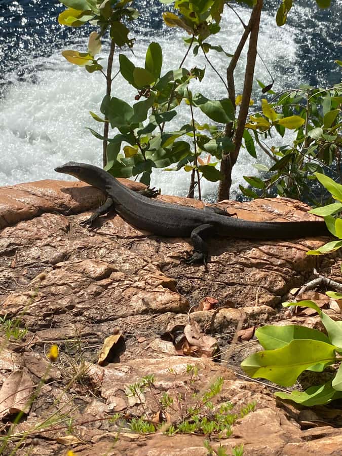 Litchfield VIP Tours, Litchfield National Park, Day Tours, - Booking verdict: should you go on this Litchfield VIP tour?
