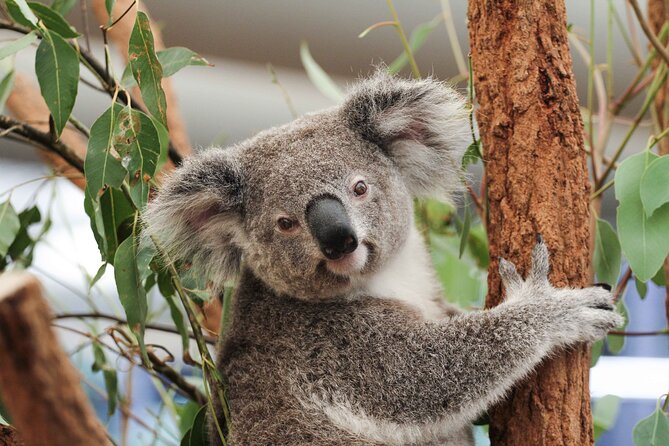 Lone Pine Koala Sanctuary Day Pass - Key highlights worth planning around