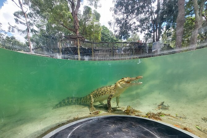 Lone Pine Koala Sanctuary Day Pass - Koalas up close, and what to expect from the add-on moments