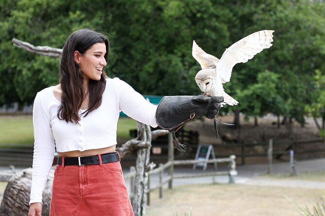 Lone Pine Koala Sanctuary Day Pass - The raptor show and sheepdog demonstration: the two included show hits