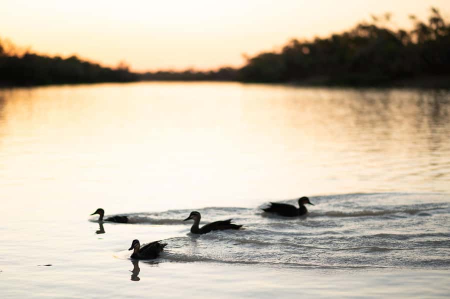 Longreach: Drover's Sunset Cruise & Outback Dinner & Show - Longreach Explorer and the Thomson River sunset, what makes it special