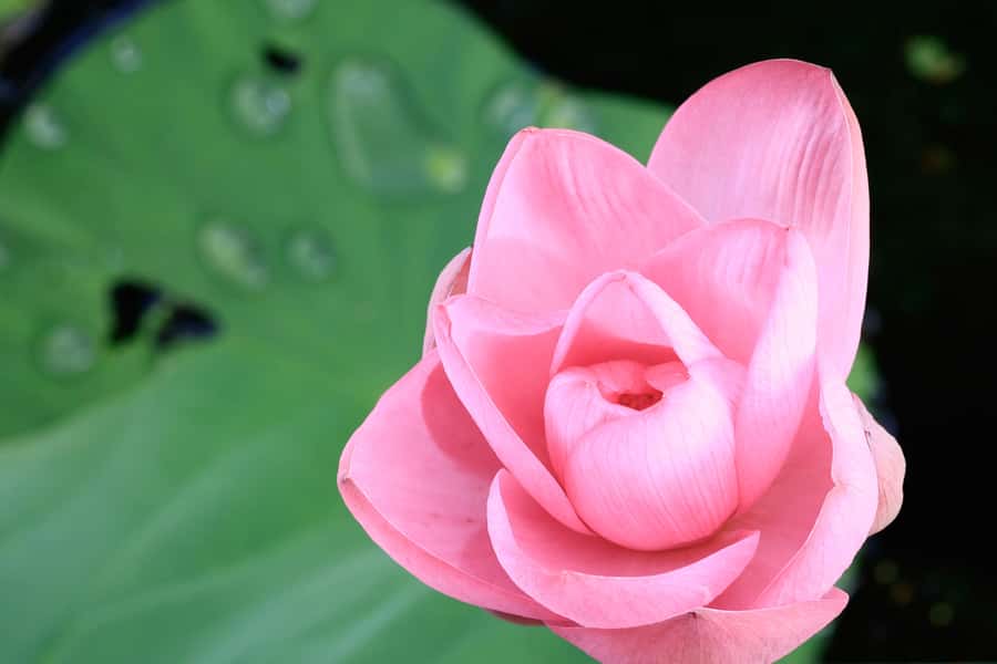 LookAbout Darwin Wetlands Wildlife Premium Tour Max 6 Guests - Key highlights to look for