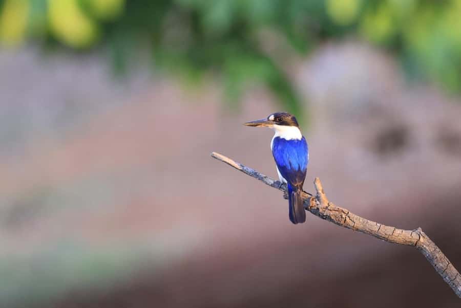 LookAbout Darwin Wetlands Wildlife Premium Tour Max 6 Guests - Fogg Dam Conservation Reserve: the wetlands drive that rewards patience