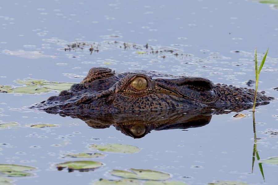 LookAbout Darwin Wetlands Wildlife Premium Tour Max 6 Guests - Geoff Barrett and the Darwin context you get on the way out