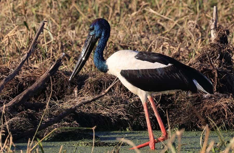 LookAbout Darwin Wetlands Wildlife Premium Tour Max 6 Guests - The 2.5 hours at Fogg Dam: birds first, then the rest of the wetland drama