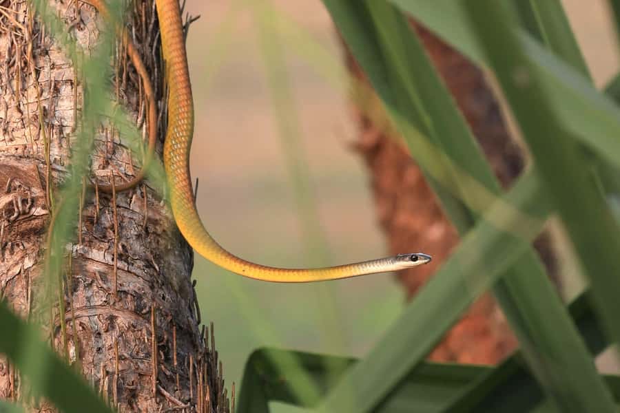 LookAbout Darwin Wetlands Wildlife Premium Tour Max 6 Guests - Humpty Doo Hotel: a real NT pub break built into the tour