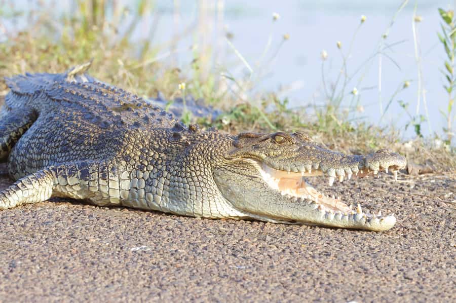 LookAbout Darwin Wetlands Wildlife Premium Tour Max 6 Guests - Timing choices: why morning versus evening can change your experience