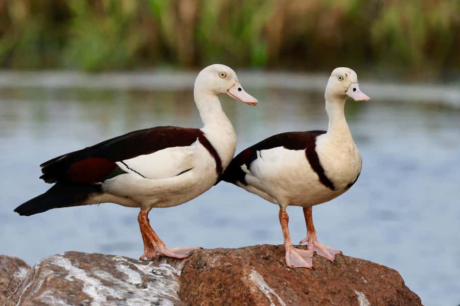 LookAbout Darwin Wetlands Wildlife Premium Tour Max 6 Guests - What is included, and what you should budget for