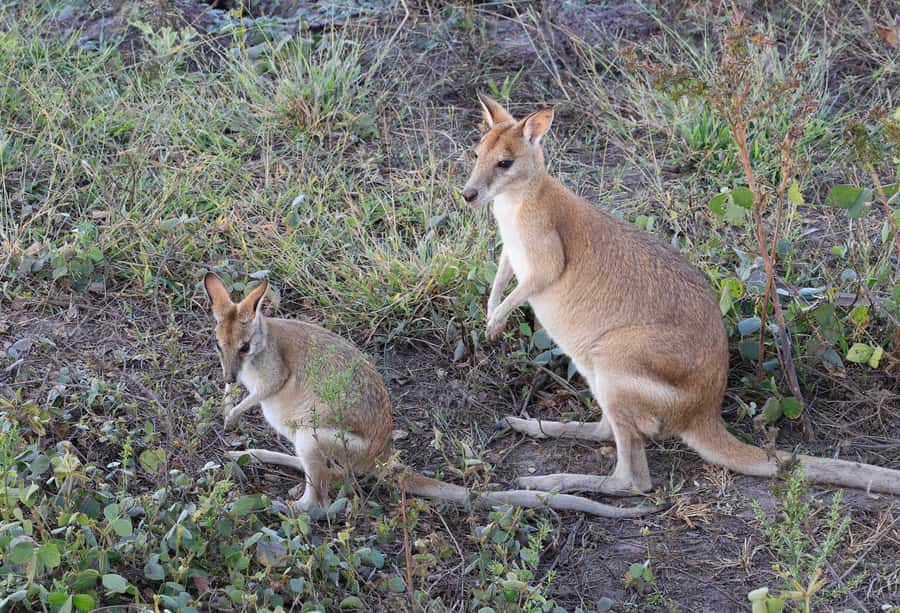 LookAbout Darwin Wetlands Wildlife Premium Tour Max 6 Guests - Who this tour is best for (and who might want a different plan)