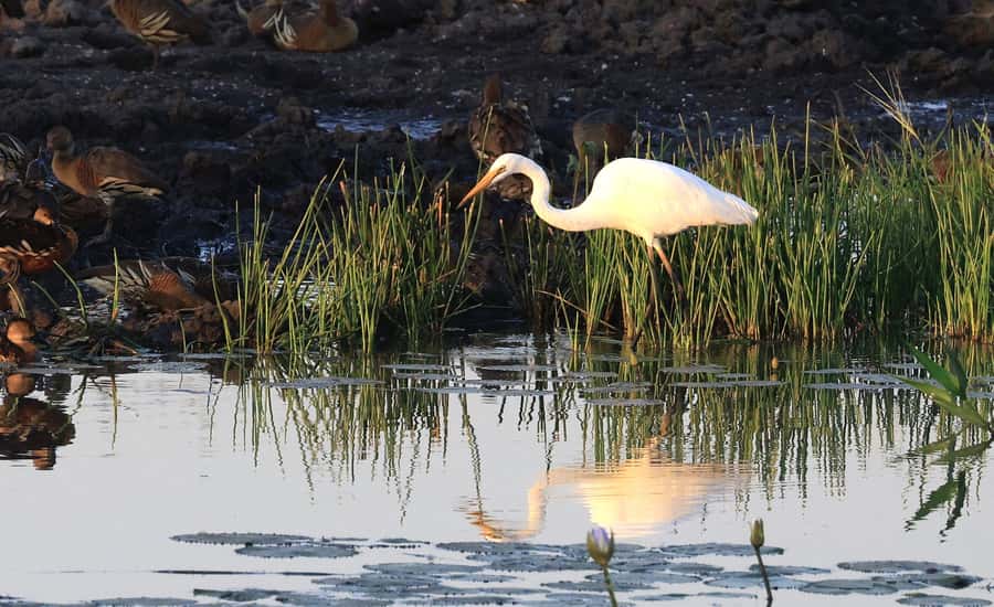LookAbout Darwin, Wetlands & Wildlife Premium Tour - Max 6 Guests - Geoff Barrett and the small-group, window-seat setup