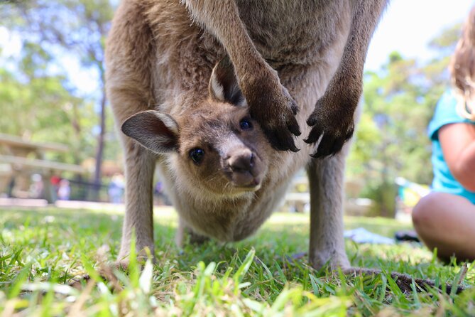 Luxury Hunter Valley Wildlife & Wine Tasting Tour from Sydney - Two vineyard visits in the Pokolbin area: how wine tastings are structured here