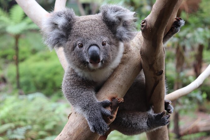 Luxury Hunter Valley Wildlife & Wine Tasting Tour from Sydney - The real price breakdown: what you pay beyond the headline $89.66