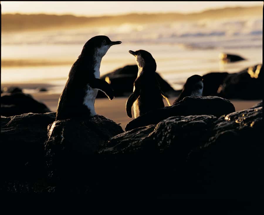 Luxury Phillip Island Tour for Families & Explorers 10 Max - Key things to know before you go