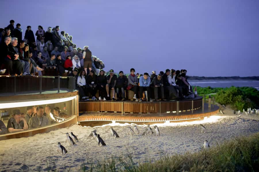 Luxury Phillip Island Tour for Families & Explorers 10 Max - Sweet choice at Phillip Island Chocolate Factory or Cape Woolamai beach views