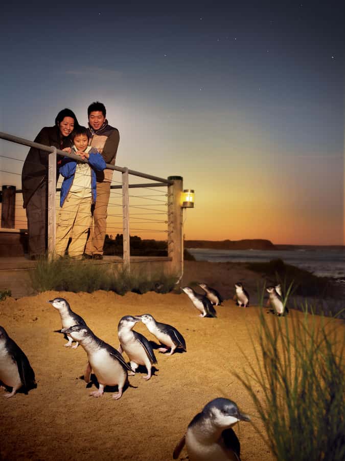 Luxury Phillip Island Tour for Families & Explorers 10 Max - The Nobbies: boardwalk views and volcanic coastline vibes