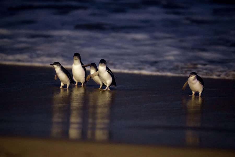 Luxury Phillip Island Tour for Families & Explorers 10 Max - Penguin Parade at sunset: General Viewing or Penguin Plus