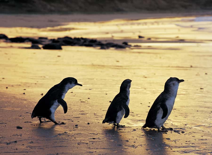 Luxury Phillip Island Tour for Families & Explorers 10 Max - Who should book this Phillip Island tour, and who should skip it