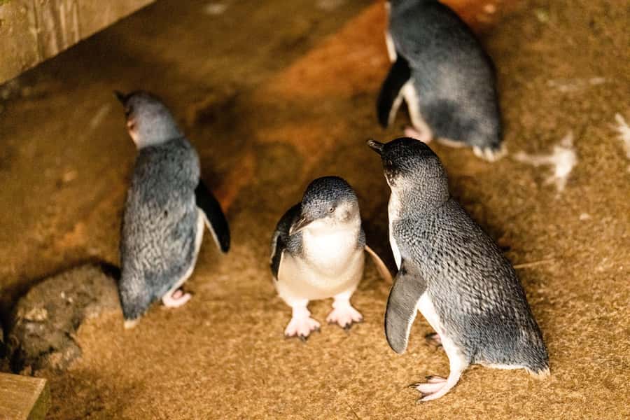 Luxury Phillip Island Tour for Families & Explorers 10 Max - Hand-feeding kangaroos at Moonlit Sanctuary (plus koalas and wallabies)