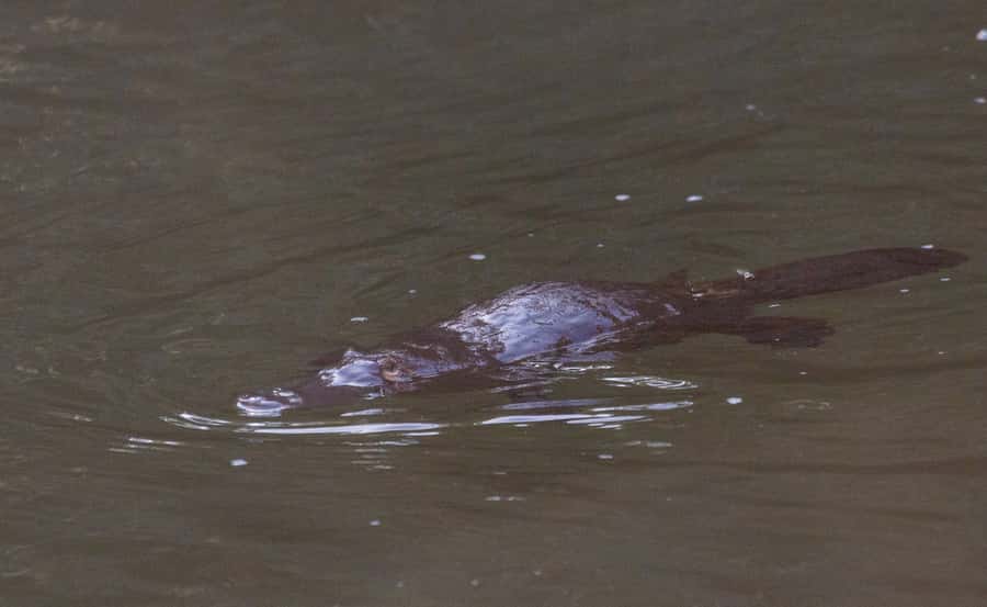 Mackay: Finch Hatton Gorge Hike, Swim & Platypus Adventure - Practical Tips to Get the Best Day (Not Just Any Day)