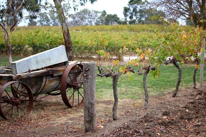 Maggie Beer Farm - Barossa Valley Regional Tour - Whispering Wall, chocolate, and Mengler Hill: the morning that sets the tone