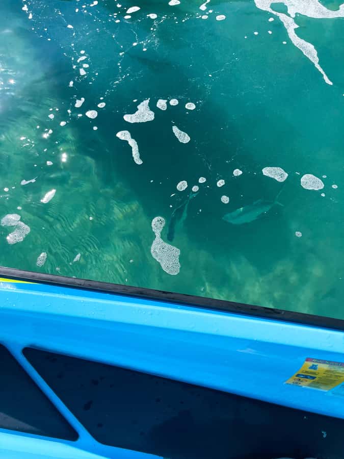Magnetic Island: 5 Beach Bay Jet Ski Tour - The pacing: about 90 minutes riding in a 2 hour day