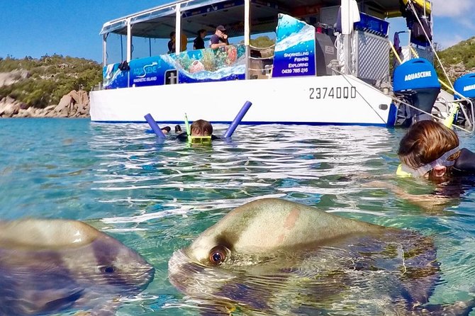 Magnetic Island Discovery Tour with Snorkeling & Paddle Boarding - Starting at Nelly Bay: the easy 8:30am rhythm